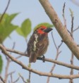 /album/photogallery/viellots-barbet-at-trujjerey-jpg/